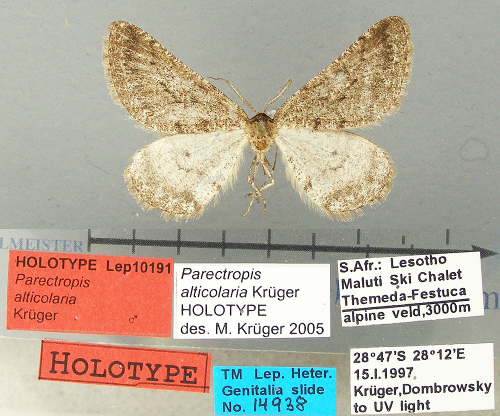 /filer/webapps/moths/media/images/A/alticolaria_Parectropis_HT_TMSA.jpg