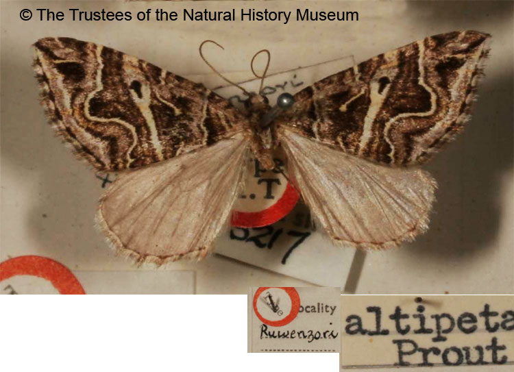/filer/webapps/moths/media/images/A/altipeta_Larentia_HT_BMNH.jpg