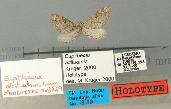 /filer/webapps/moths/media/images/A/altitudinis_Eupithecia_HT_TMSA.jpg