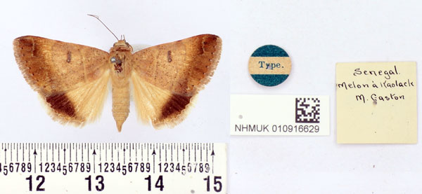/filer/webapps/moths/media/images/A/alypophanes_Remigia_HT_BMNH.jpg