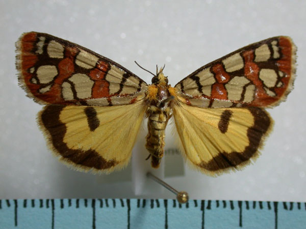 /filer/webapps/moths/media/images/A/amabilis_Crameria_A_Revell.jpg