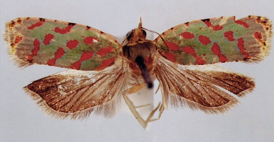 /filer/webapps/moths/media/images/A/amanica_Accra_HT_BMNH.jpg