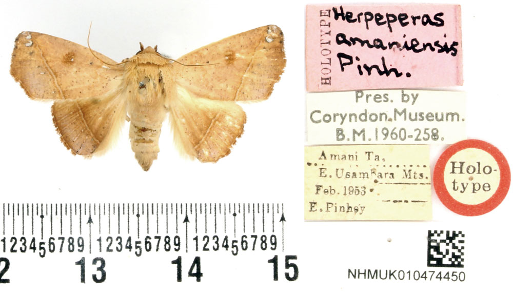 /filer/webapps/moths/media/images/A/amaniensis_Herpeperas_HT_BMNH.jpg
