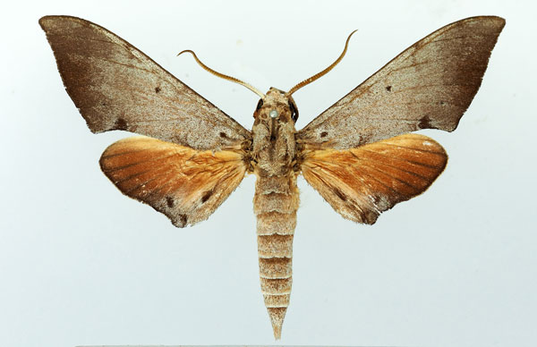 /filer/webapps/moths/media/images/A/amaniensis_Polyptychus_AM_Basquin.jpg
