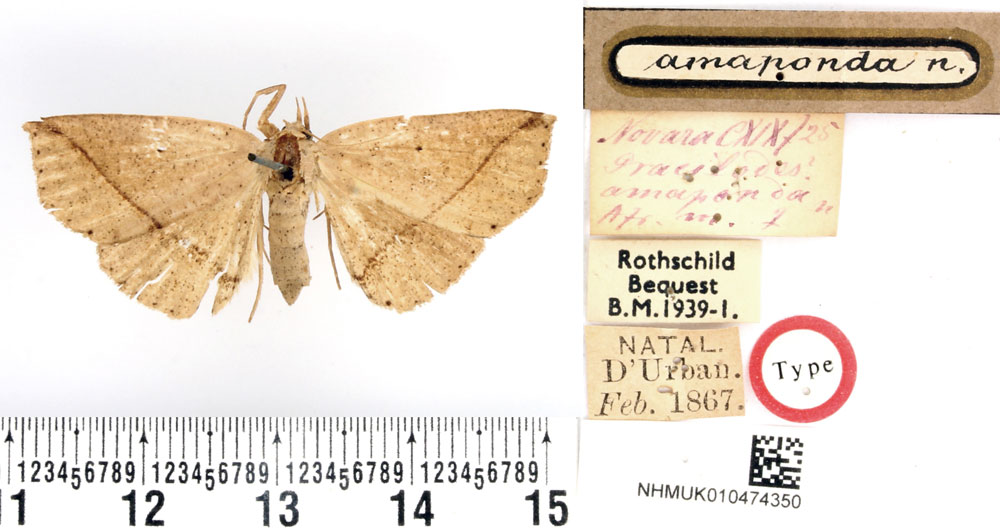 /filer/webapps/moths/media/images/A/amaponda_Gracilodes_HT_BMNH.jpg