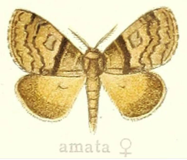 /filer/webapps/moths/media/images/A/amata_Dasychira_HT_Hering_25c.jpg