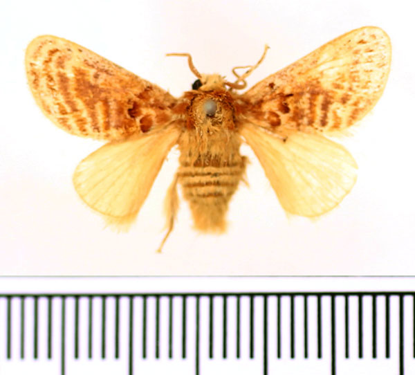 /filer/webapps/moths/media/images/A/amatus_Lepidorytis_AM_BMNH.jpg