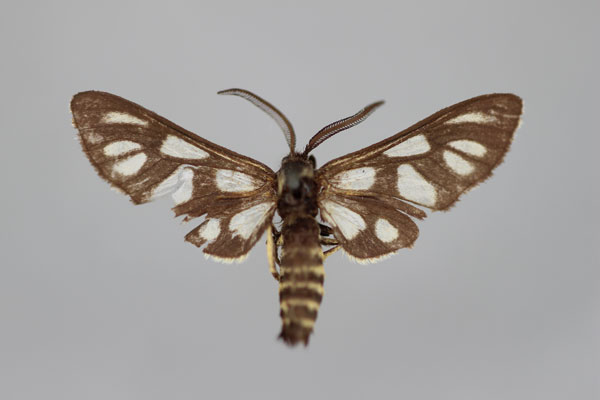 /filer/webapps/moths/media/images/A/amazoula_Epitoxis_HT_BMNH.jpg