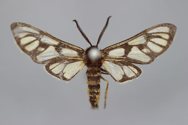 /filer/webapps/moths/media/images/A/amazoulella_Epitoxis_HT_BMNH.jpg