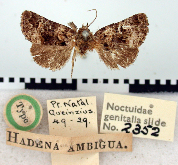 /filer/webapps/moths/media/images/A/ambigua_Hadena_HT_BMNH.jpg