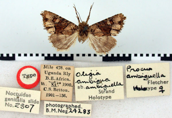 /filer/webapps/moths/media/images/A/ambiguella_Procus_HT_BMNH.jpg