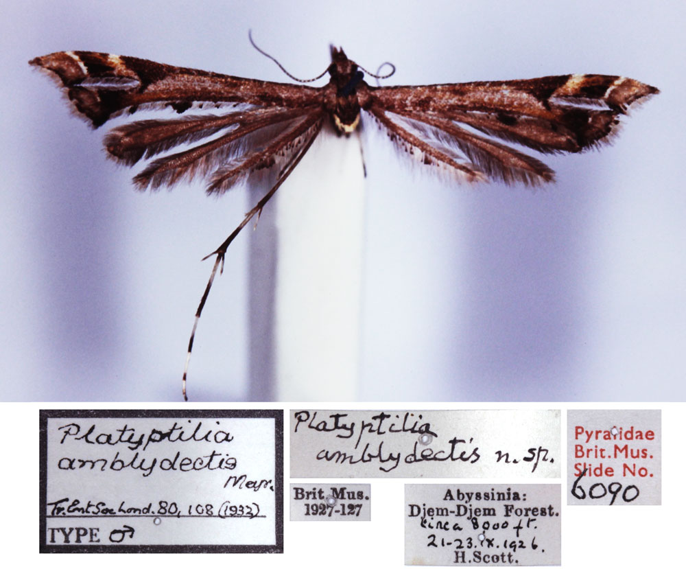 /filer/webapps/moths/media/images/A/amblydectis_Platyptilia_HT_BMNH.jpg