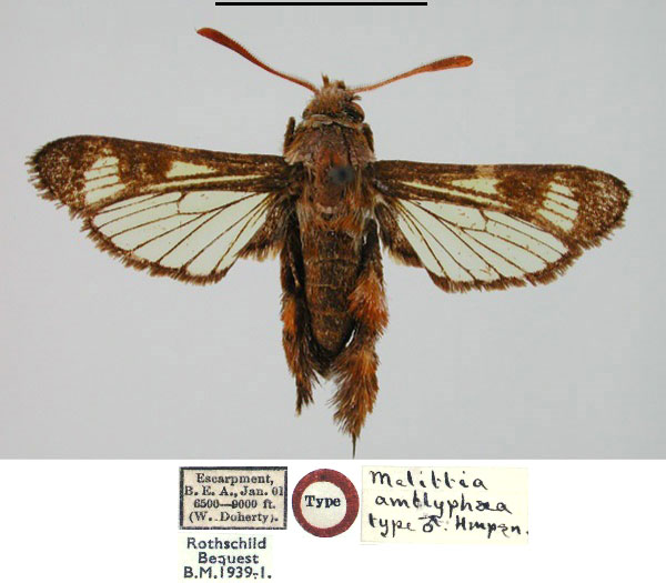 /filer/webapps/moths/media/images/A/amblyphaea_Melittia_HT_BMNH.jpg