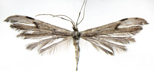 /filer/webapps/moths/media/images/A/ambo_Hellinsia_HT_BMNH.jpg