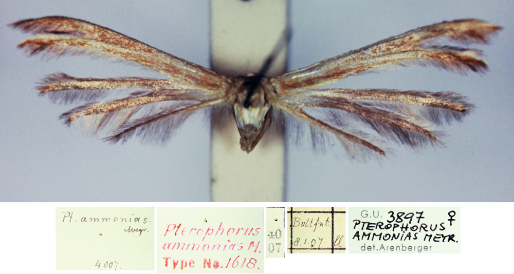 /filer/webapps/moths/media/images/A/ammonias_Pterophorus_HT_TMSA.jpg