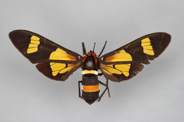 /filer/webapps/moths/media/images/A/amoena_Euchromia_HT_BMNH.jpg