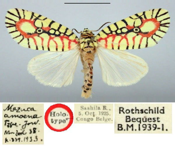 /filer/webapps/moths/media/images/A/amoena_Mazuca_HT_BMNH.jpg