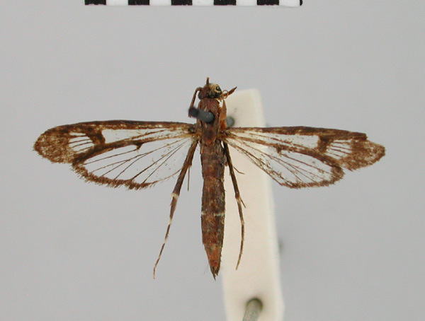 /filer/webapps/moths/media/images/A/amorpha_Chamanthedon_HT_BMNH.jpg
