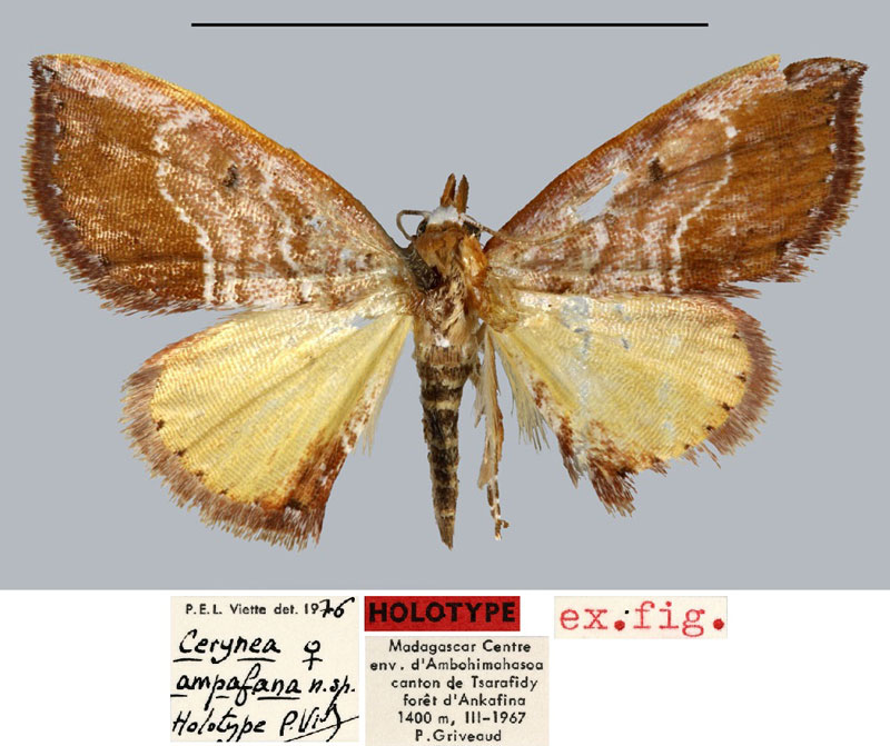 /filer/webapps/moths/media/images/A/ampafana_Cerynea_HT_MNHN.jpg