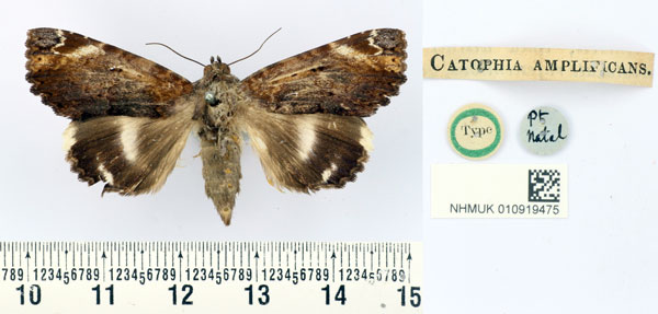 /filer/webapps/moths/media/images/A/amplificans_Catephia_HT_BMNH.jpg