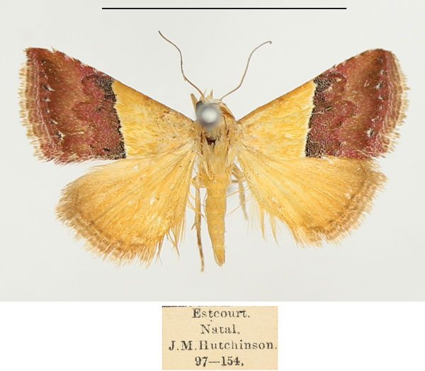 /filer/webapps/moths/media/images/A/anachoresis_Eublemma_AM_BMNH.jpg