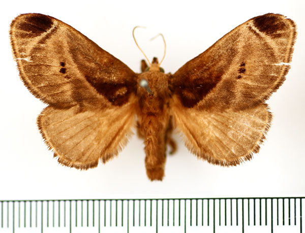 /filer/webapps/moths/media/images/A/anacompa_Ctenolita_AM_BMNH.jpg