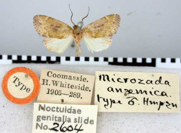 /filer/webapps/moths/media/images/A/anaemica_Microzada_HT_BMNH.jpg