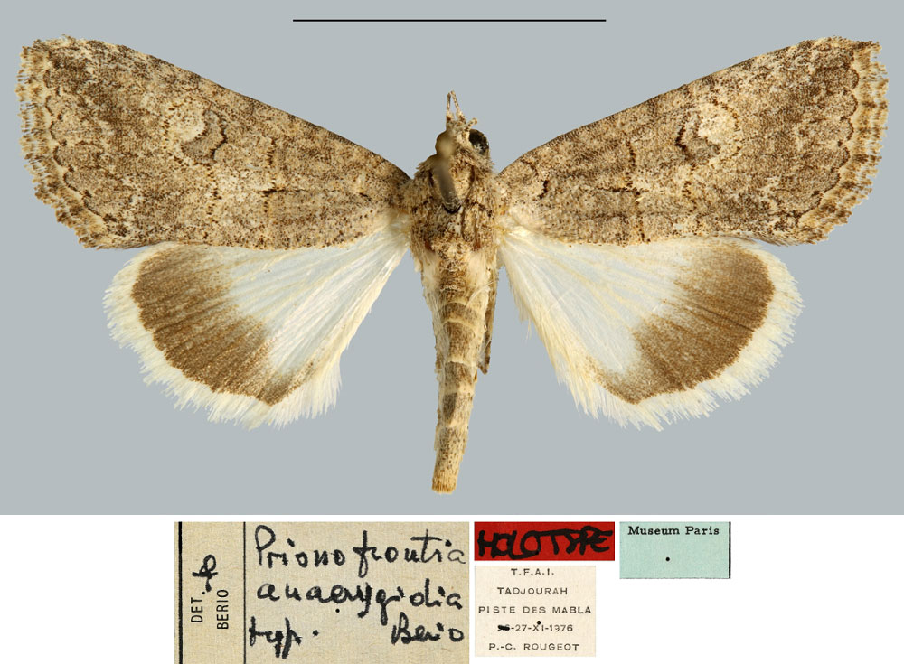 /filer/webapps/moths/media/images/A/anaerygidia_Prionofrontia_HT_MNHN.jpg