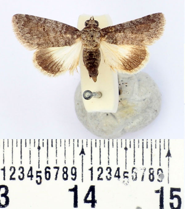 /filer/webapps/moths/media/images/A/anartoides_Beihania_AM_BMNH.jpg