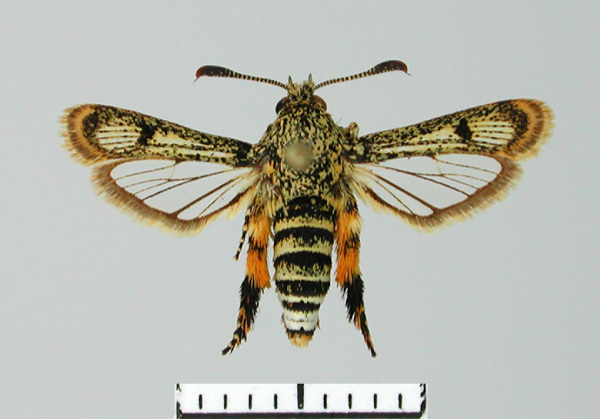 /filer/webapps/moths/media/images/A/andraenipennis_Pseudomelittia_AF_SMNS.jpg