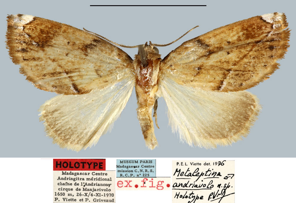 /filer/webapps/moths/media/images/A/andriavolo_Metaleptina_HT_MNHN.jpg