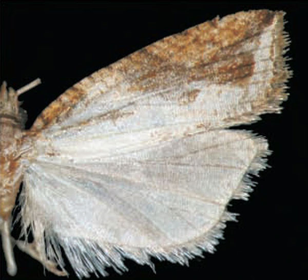 /filer/webapps/moths/media/images/A/anepenthes_Epinotia_HT_Trematerra.jpg