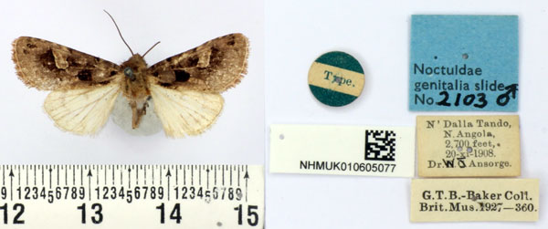 /filer/webapps/moths/media/images/A/angola_Neuranethes_HT_BMNH.jpg