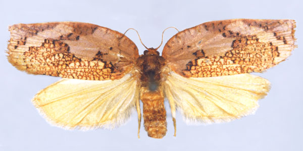 /filer/webapps/moths/media/images/A/angolana_Labidosa_HT_BMNH.jpg