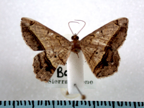 /filer/webapps/moths/media/images/A/angolaria_Chiasmia_A_Revell.jpg
