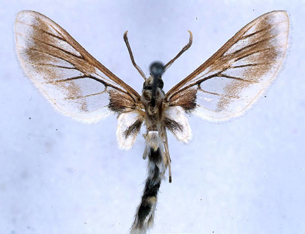 /filer/webapps/moths/media/images/A/angolensis_Neophemula_HT_BMNH_01.jpg