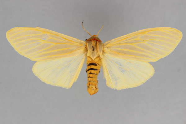 /filer/webapps/moths/media/images/A/angolensis_Pseudoradiarctia_A_BMNH.jpg