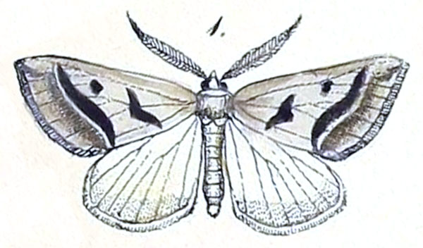 /filer/webapps/moths/media/images/A/anguinata_Fidonia_HT_Felder_1875_129-1.jpg