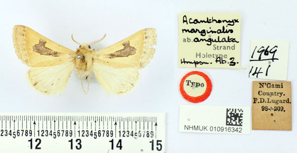 /filer/webapps/moths/media/images/A/angulata_Acanthonyx_HT_BMNH.jpg