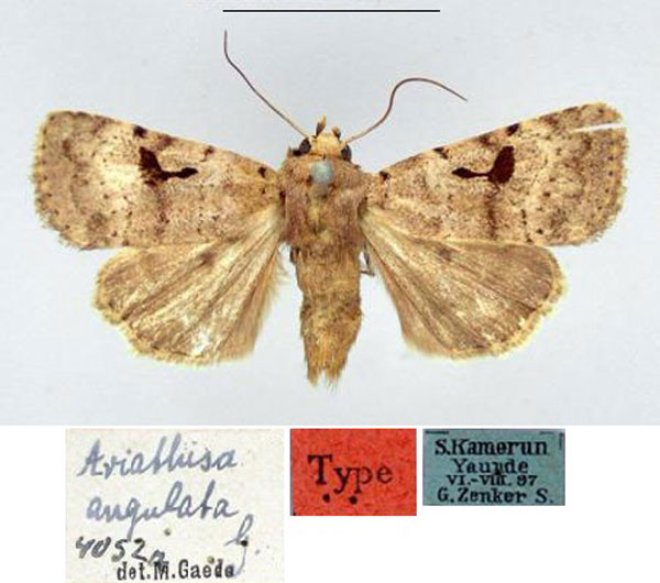 /filer/webapps/moths/media/images/A/angulata_Ariathisa_HT_ZMHB.jpg