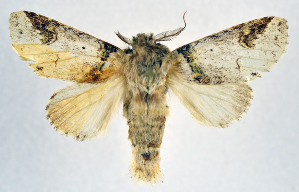 /filer/webapps/moths/media/images/A/angulata_Desmeocraerula_AM_NHMO.jpg