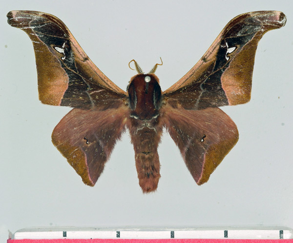/filer/webapps/moths/media/images/A/angulata_Holocerina_AM_Basquin.jpg
