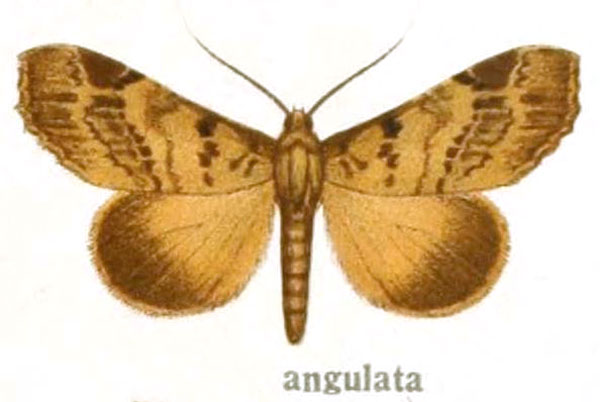 /filer/webapps/moths/media/images/A/angulata_Ogovia_HT_Bethune_34b.jpg