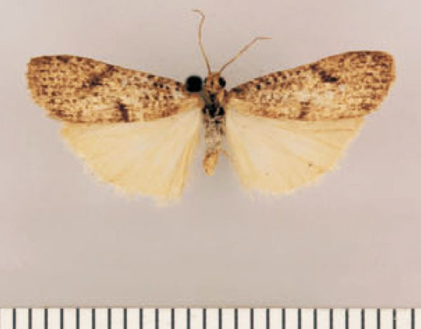 /filer/webapps/moths/media/images/A/angulata_Pasteosia_HT_TMSA.jpg