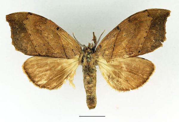 /filer/webapps/moths/media/images/A/angulata_Pseudobarobata_AM_Basquin_01.jpg