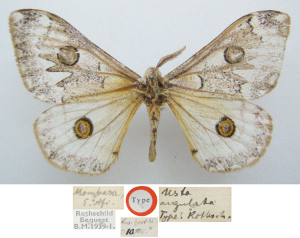 /filer/webapps/moths/media/images/A/angulata_Usta_STM_NHMUKa.jpg