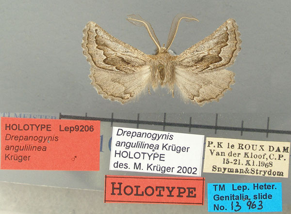 /filer/webapps/moths/media/images/A/angulilinea_Drepanogynis_HT_TMSA.jpg