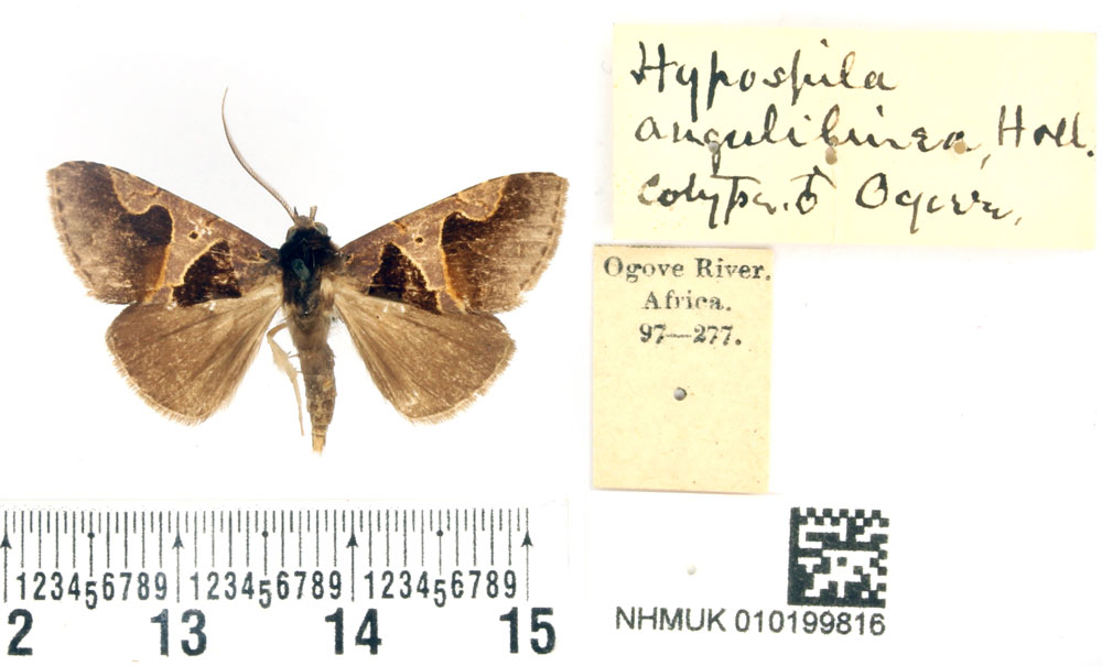 /filer/webapps/moths/media/images/A/angulilinea_Hypospila_PTM_BMNH.jpg