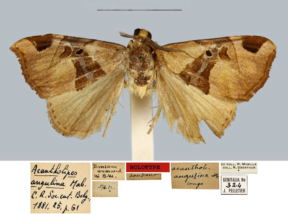 /filer/webapps/moths/media/images/A/angulina_Acantholipes_HT_MNHN.jpg