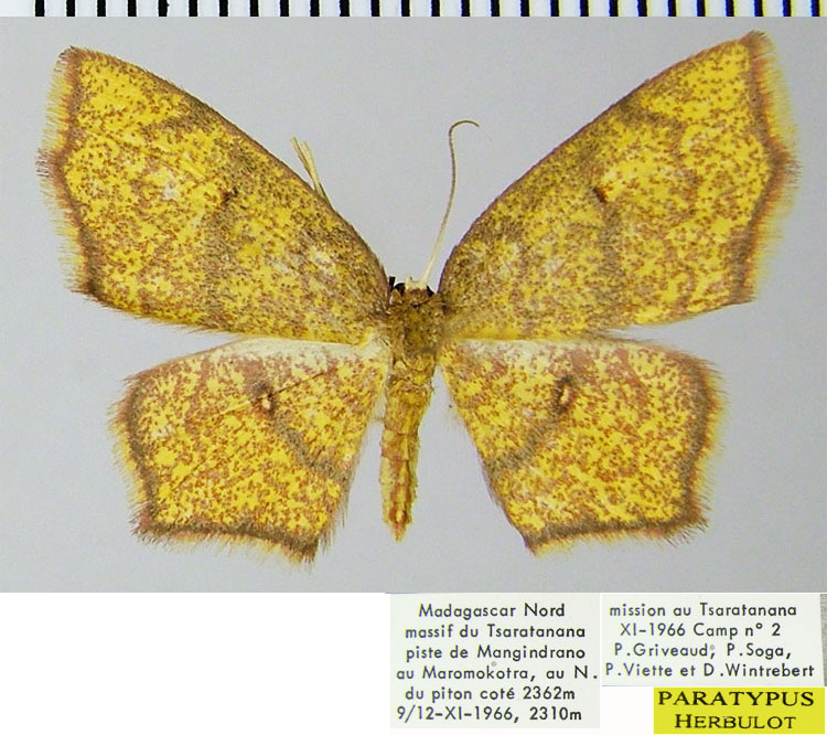 /filer/webapps/moths/media/images/A/angulosa_Chrysocraspeda_PTF_ZSMa.jpg